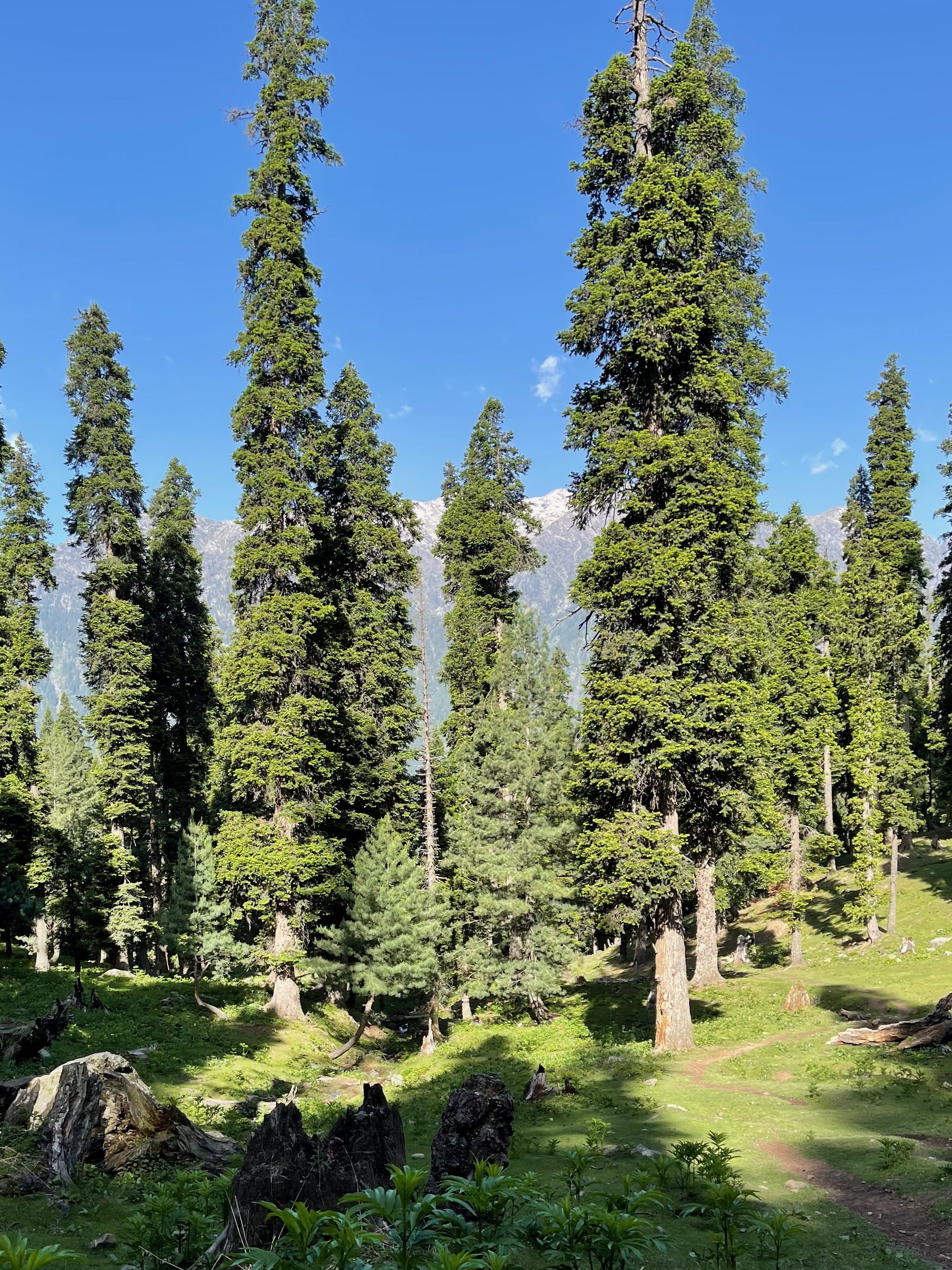 Pine trees enroute to Tulian Lake trek.