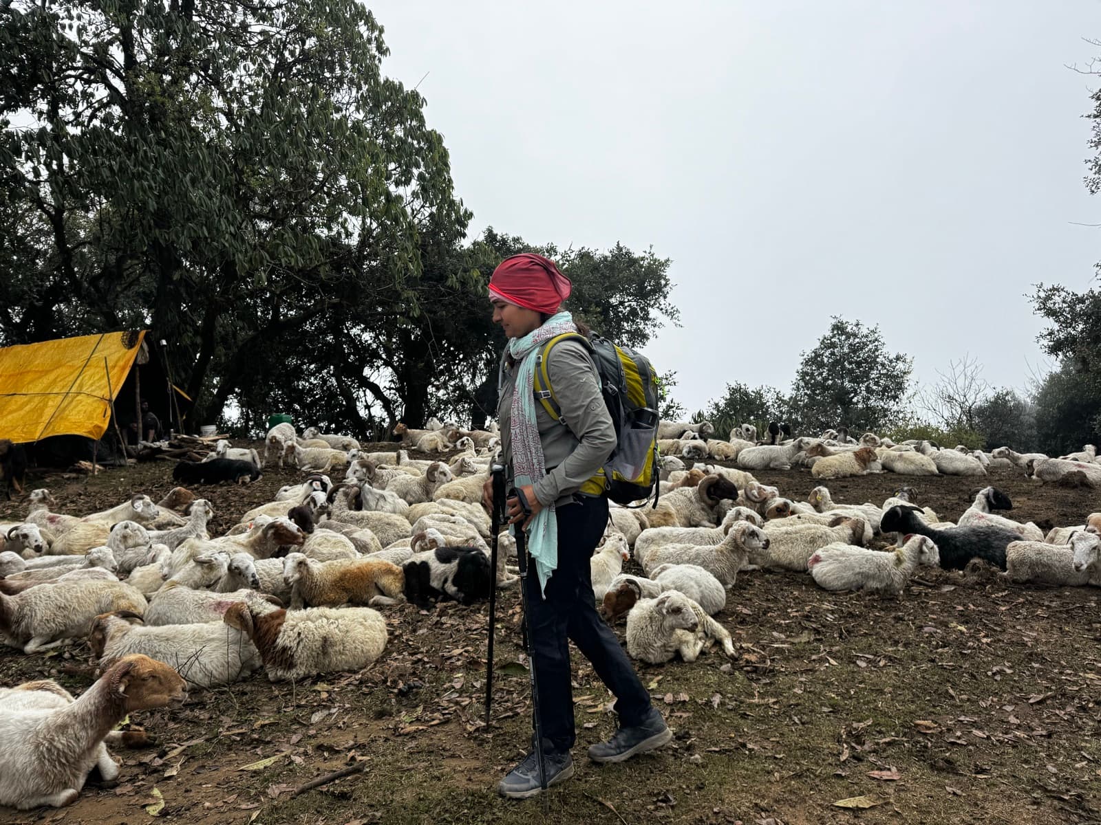 A shepherd and his flock on the lower Mardi Himal trail